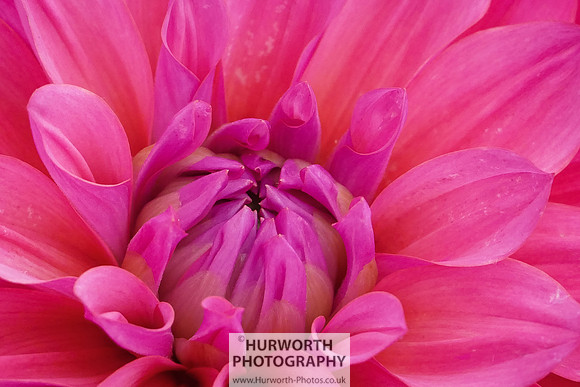 2015 RHS Tatton -256