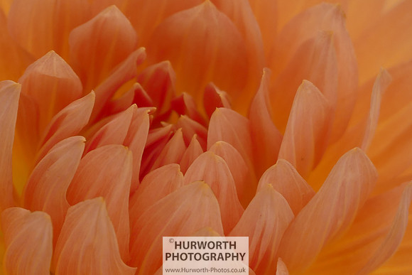 2015 RHS Tatton -257