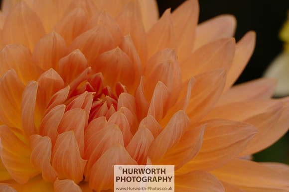 2015 RHS Tatton -258