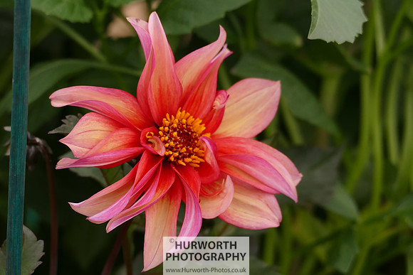 2015 RHS Tatton -259