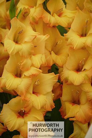 2015 RHS Tatton -260
