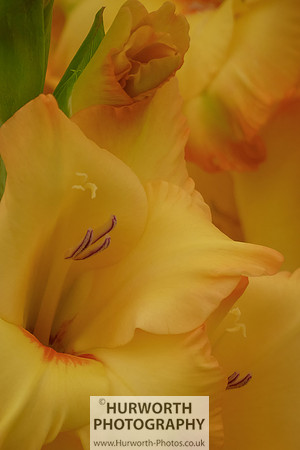 2015 RHS Tatton -261