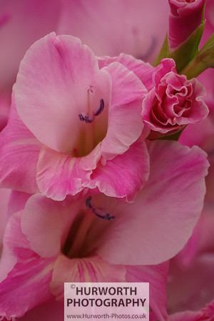 2015 RHS Tatton -262