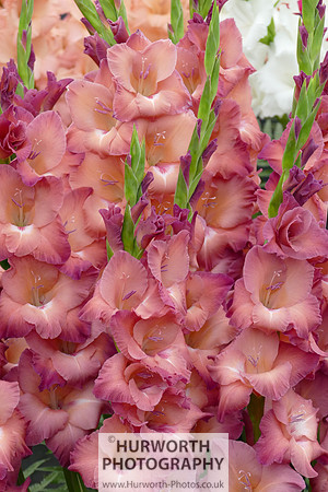 2015 RHS Tatton -263