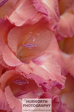 2015 RHS Tatton -264