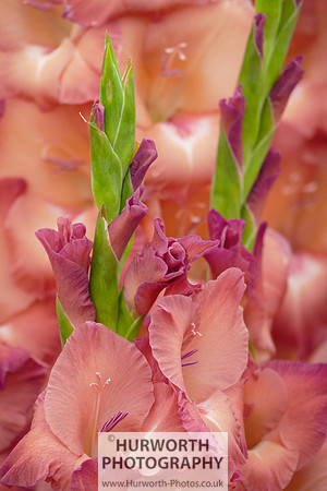 2015 RHS Tatton -265