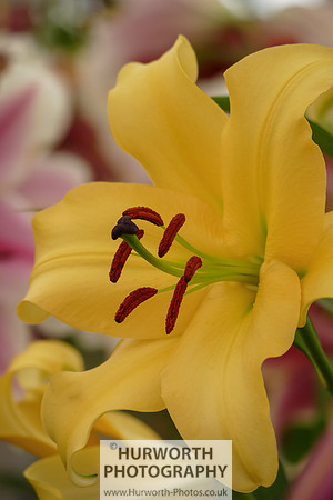2015 RHS Tatton -266