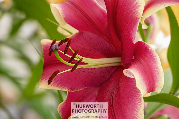 2015 RHS Tatton -268