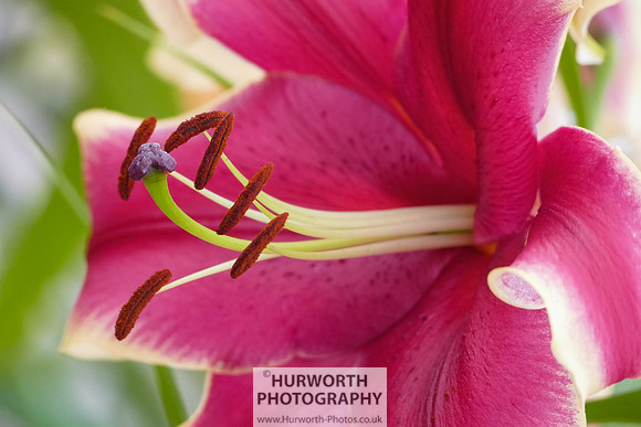 2015 RHS Tatton -269