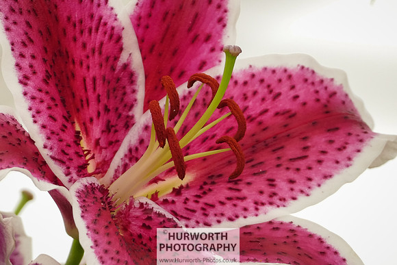 2015 RHS Tatton -270