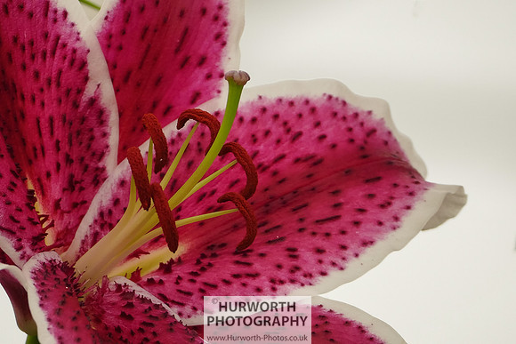 2015 RHS Tatton -271