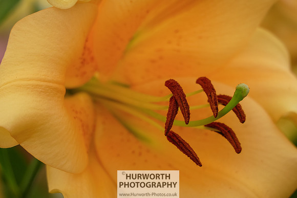 2015 RHS Tatton -272