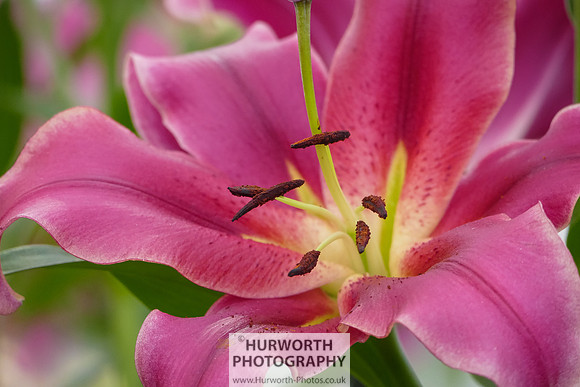 2015 RHS Tatton -273