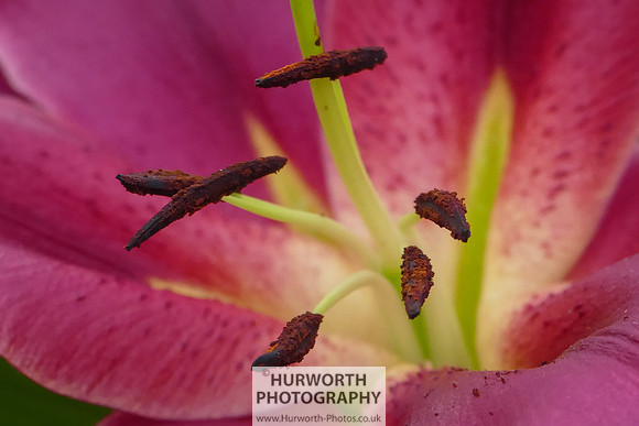 2015 RHS Tatton -274