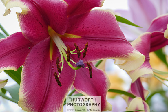 2015 RHS Tatton -275