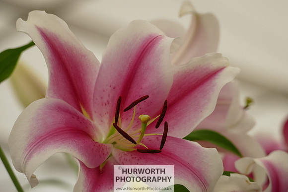 2015 RHS Tatton -276