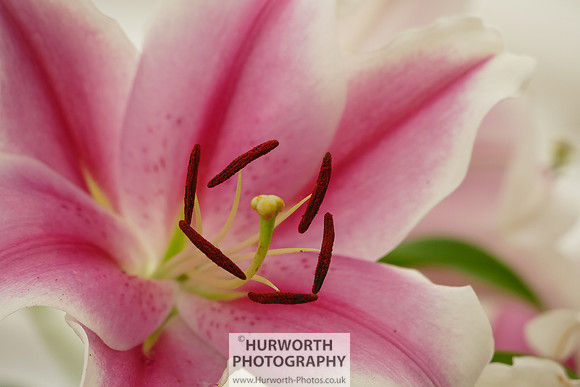 2015 RHS Tatton -277
