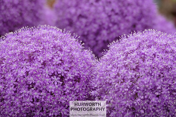 2015 RHS Tatton -278