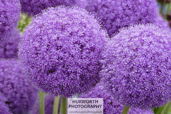 2015 RHS Tatton -279