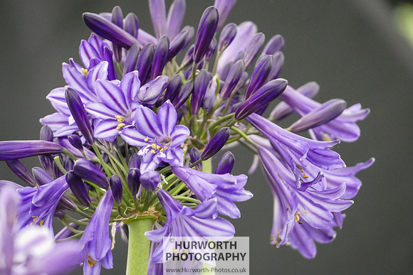 2015 RHS Tatton -280
