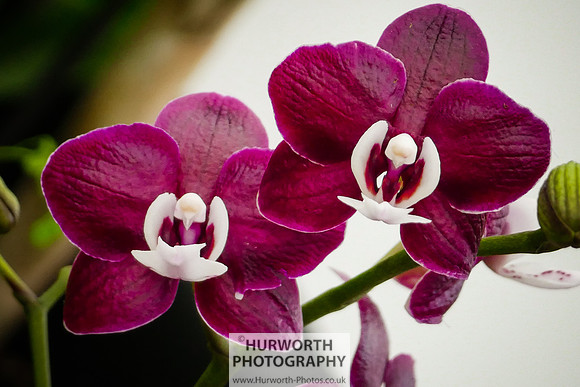 2015 RHS Tatton -282