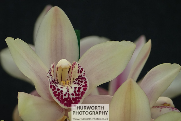 2015 RHS Tatton -283