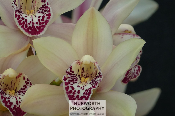 2015 RHS Tatton -284