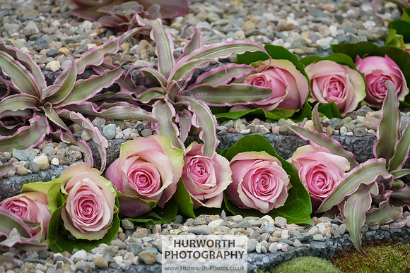 2015 RHS Tatton -290