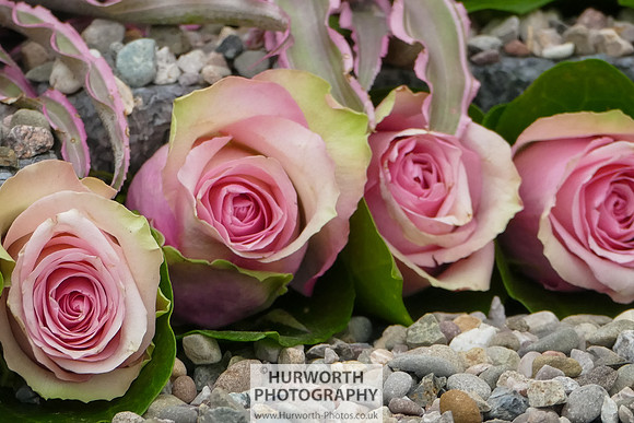 2015 RHS Tatton -291