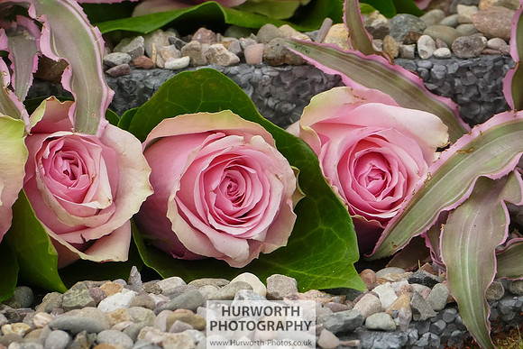 2015 RHS Tatton -292