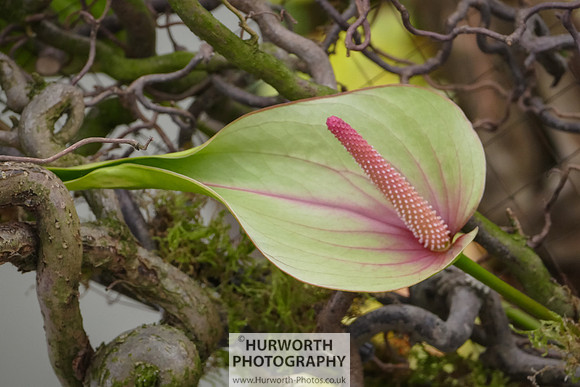 2015 RHS Tatton -293
