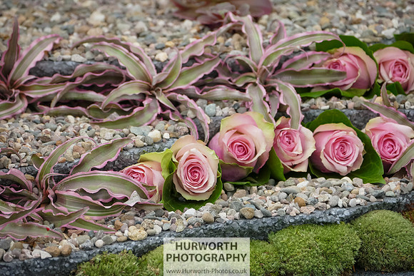2015 RHS Tatton -294