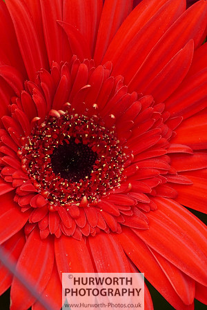 2015 RHS Tatton -301