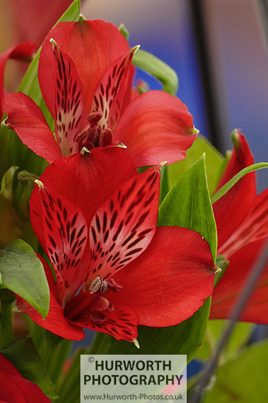 2015 RHS Tatton -302