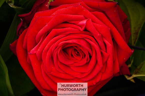 2015 RHS Tatton -303