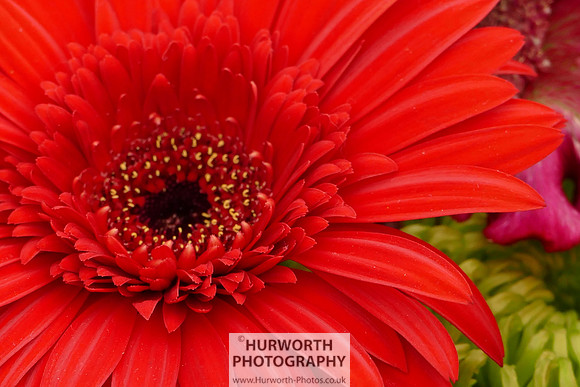 2015 RHS Tatton -304