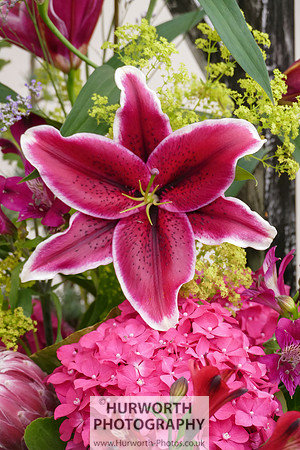 2015 RHS Tatton -309