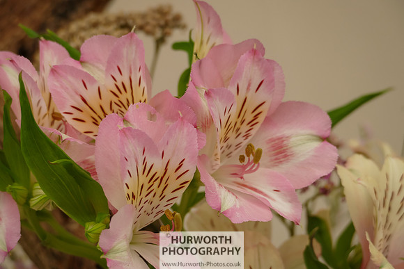 2015 RHS Tatton -310