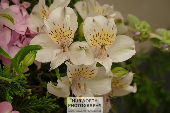 2015 RHS Tatton -311