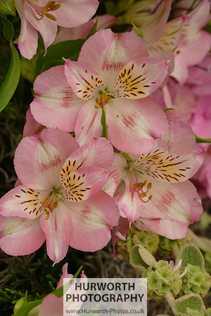 2015 RHS Tatton -312