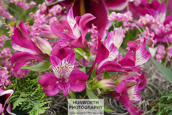 2015 RHS Tatton -313