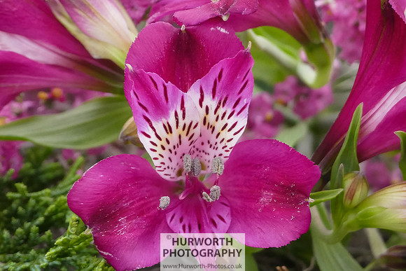 2015 RHS Tatton -314