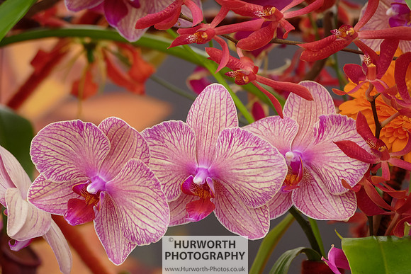 2015 RHS Tatton -315