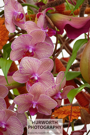 2015 RHS Tatton -316