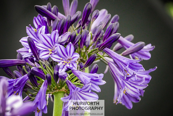 2015 RHS Tatton -281