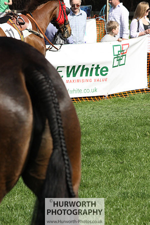 Bedale Point to Point 008