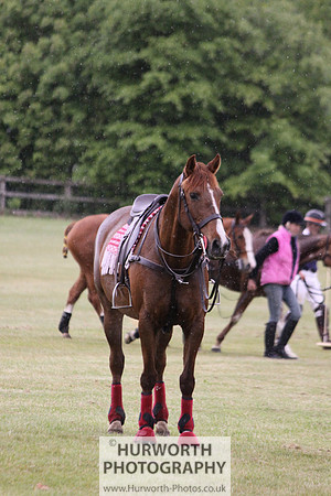 Toulston Polo 267