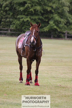 Toulston Polo 268