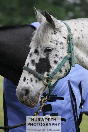 Toulston Polo 331