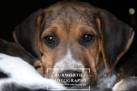 Hurworth Hunt Hound Pups 175